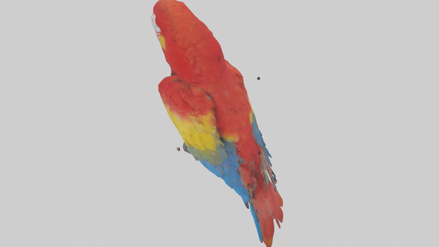 Scarlet Macaw perched model VR / AR / low-poly