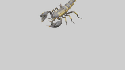 Scorpion standing alert model VR / AR / low-poly