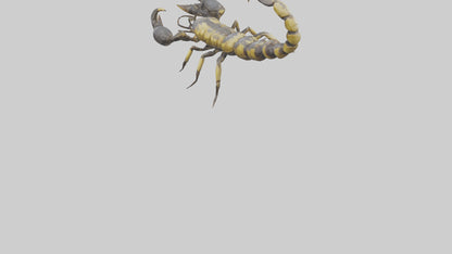 Scorpion standing alert model VR / AR / low-poly
