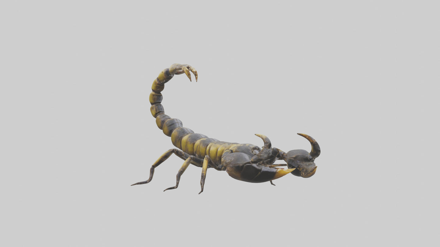 Scorpion standing alert model VR / AR / low-poly
