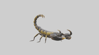 Scorpion standing alert model VR / AR / low-poly