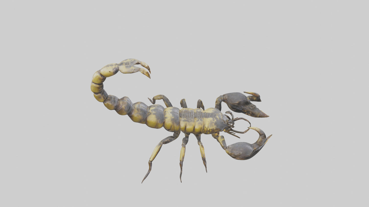 Scorpion standing alert model VR / AR / low-poly