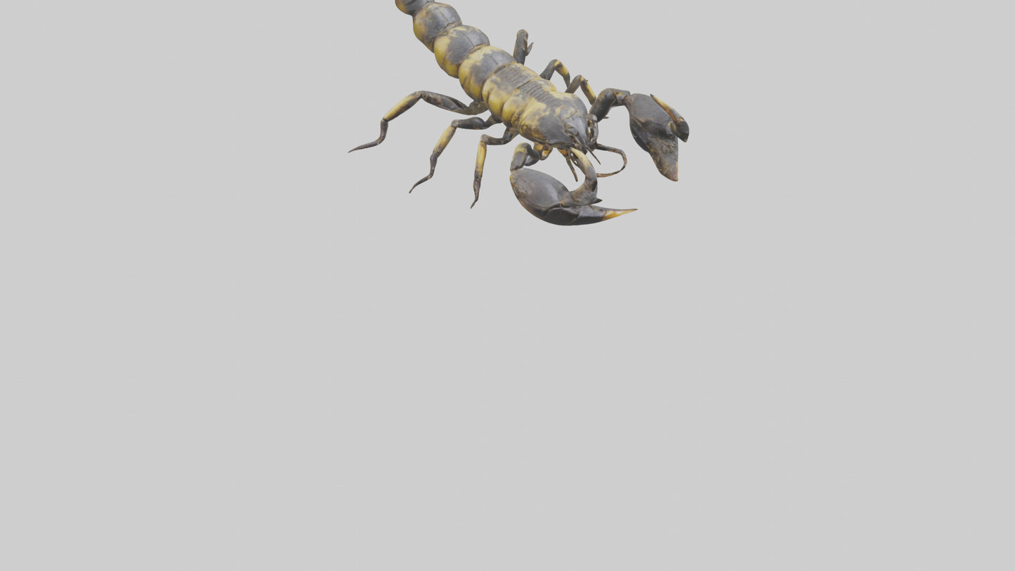 Scorpion standing alert model VR / AR / low-poly