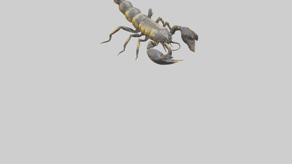 Scorpion standing alert model VR / AR / low-poly
