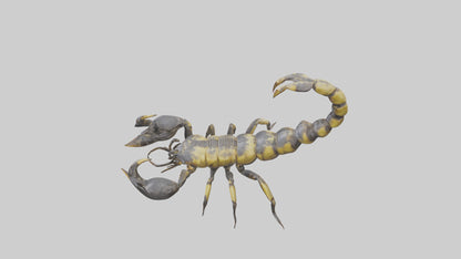 Scorpion standing alert model VR / AR / low-poly