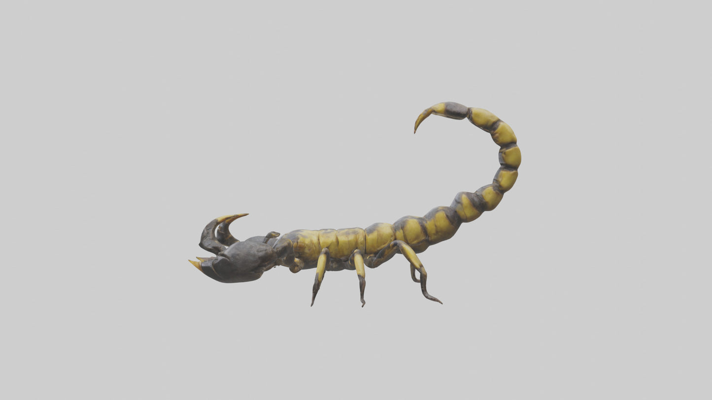 Scorpion standing alert model VR / AR / low-poly