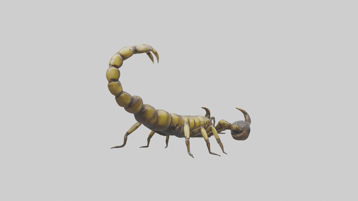 Scorpion standing alert model VR / AR / low-poly