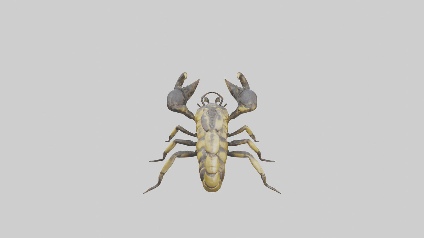 Scorpion standing alert model VR / AR / low-poly