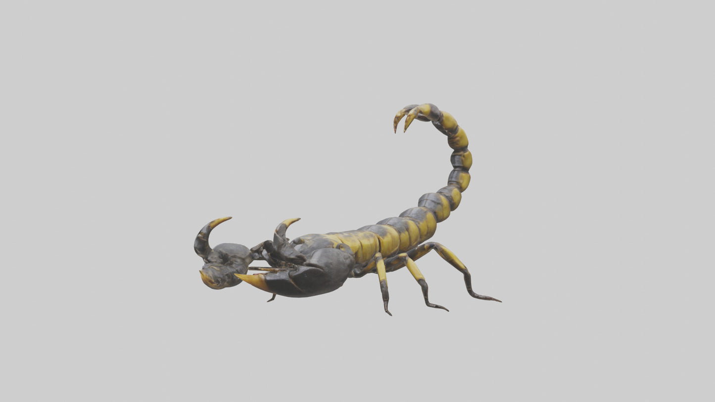 Scorpion standing alert model VR / AR / low-poly