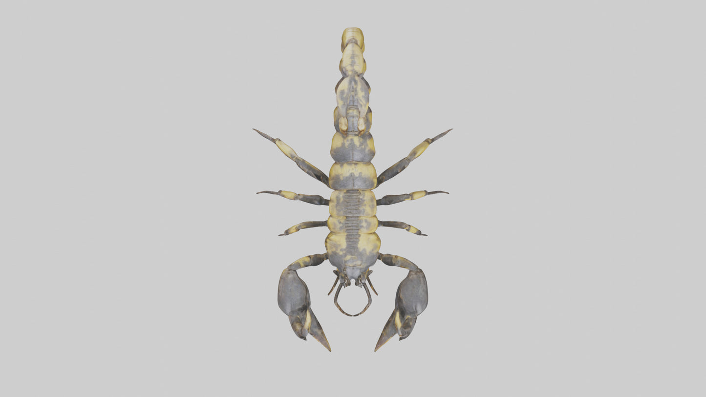 Scorpion standing alert model VR / AR / low-poly