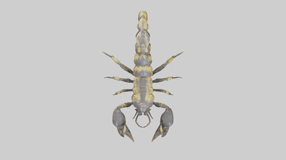 Scorpion standing alert model VR / AR / low-poly