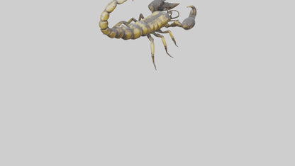 Scorpion standing alert model VR / AR / low-poly