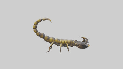 Scorpion standing alert model VR / AR / low-poly