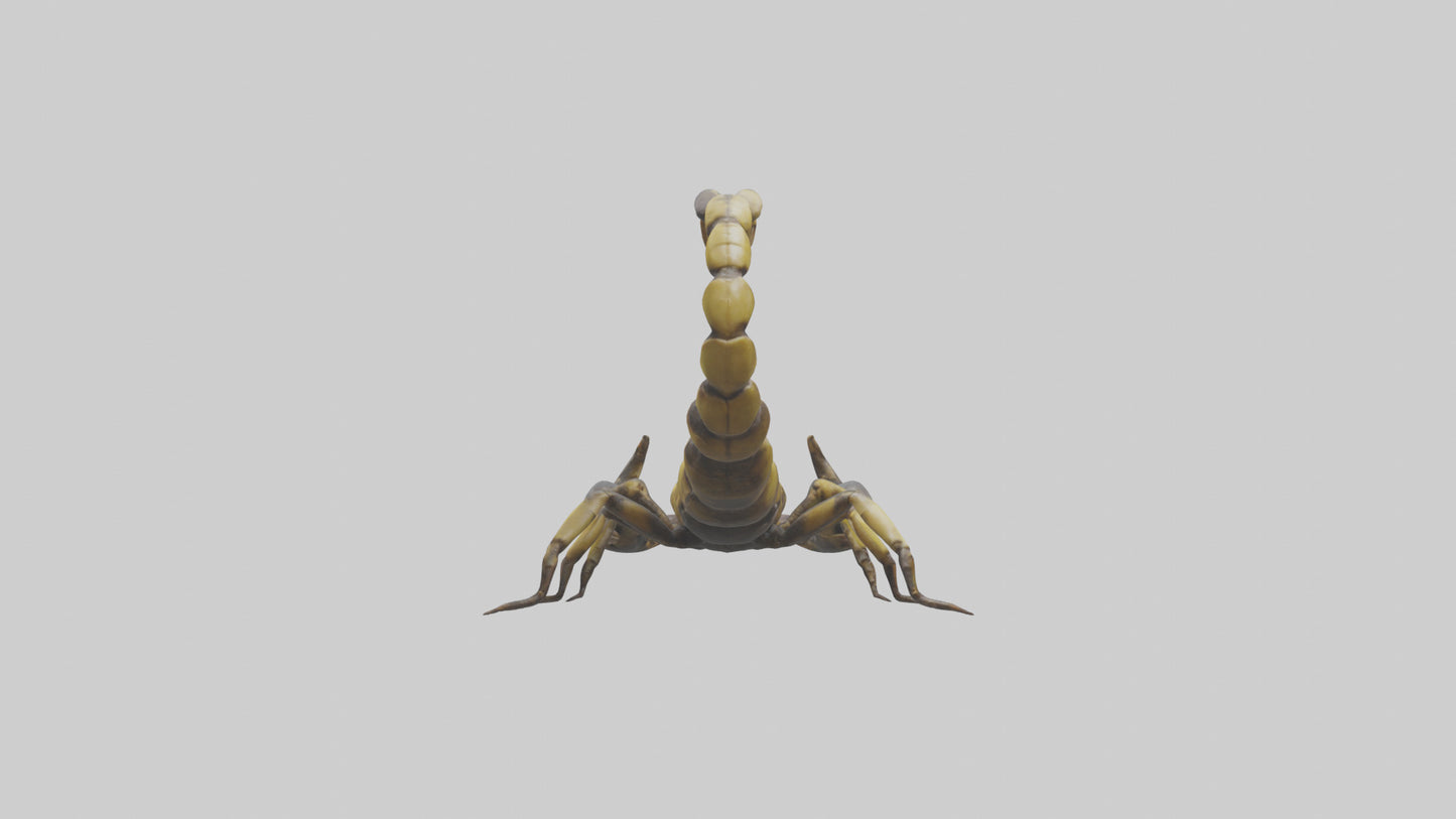 Scorpion standing alert model VR / AR / low-poly