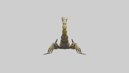 Scorpion standing alert model VR / AR / low-poly