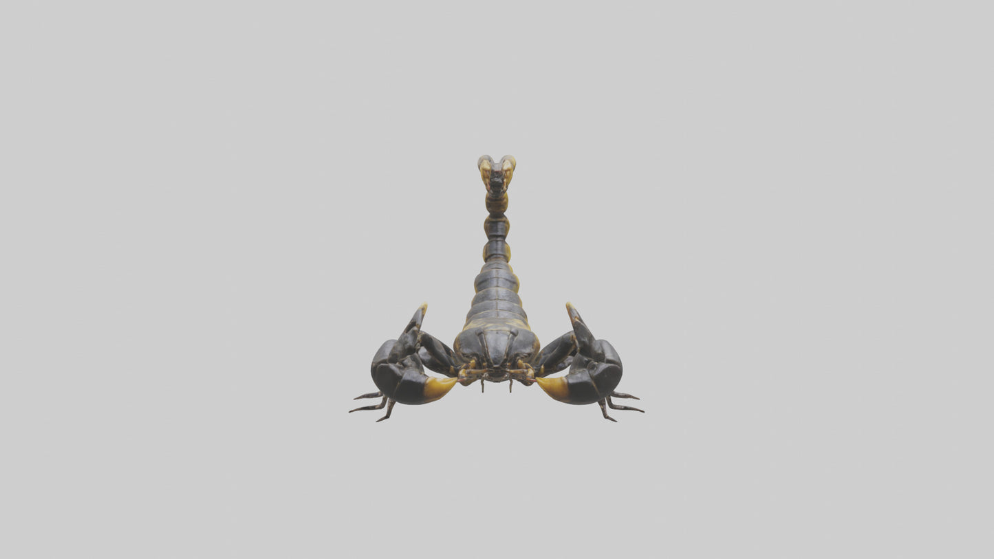 Scorpion standing alert model VR / AR / low-poly