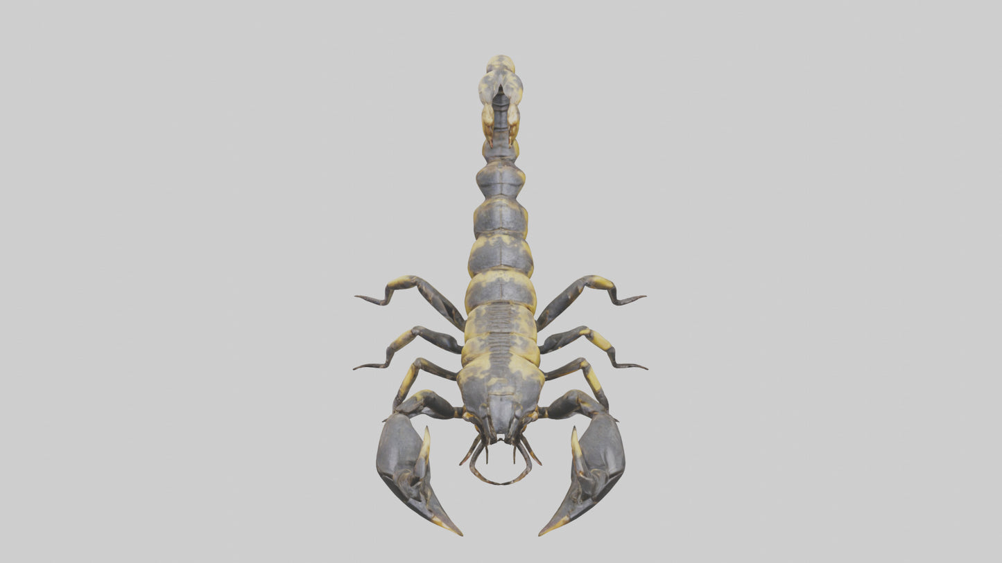 Scorpion standing alert model VR / AR / low-poly