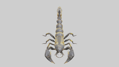 Scorpion standing alert model VR / AR / low-poly
