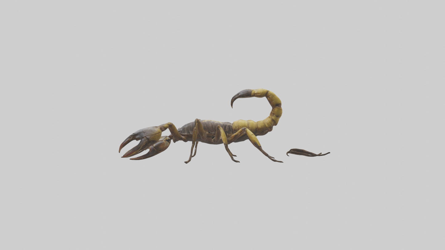 Scorpion walking model 3D model