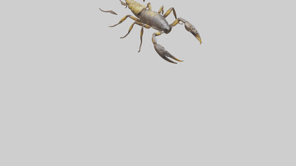 Scorpion walking model 3D model