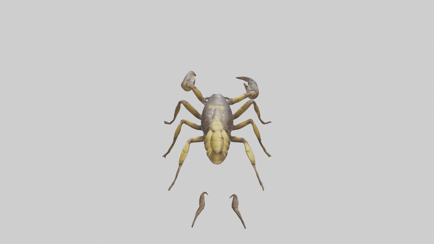 Scorpion walking model 3D model