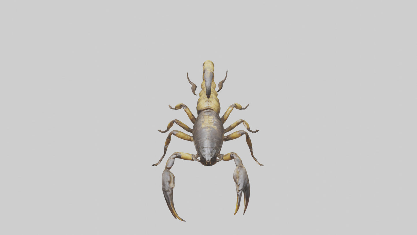 Scorpion walking model 3D model