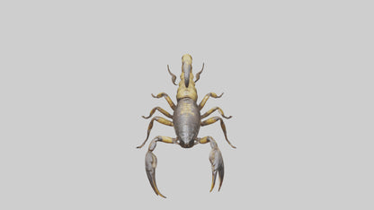 Scorpion walking model 3D model