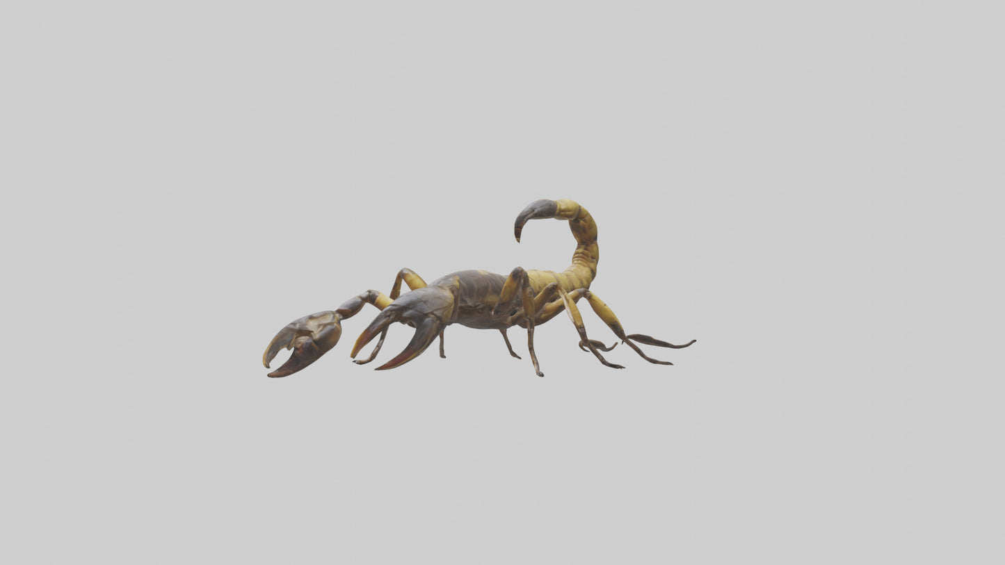 Scorpion walking model 3D model