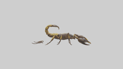 Scorpion walking model 3D model