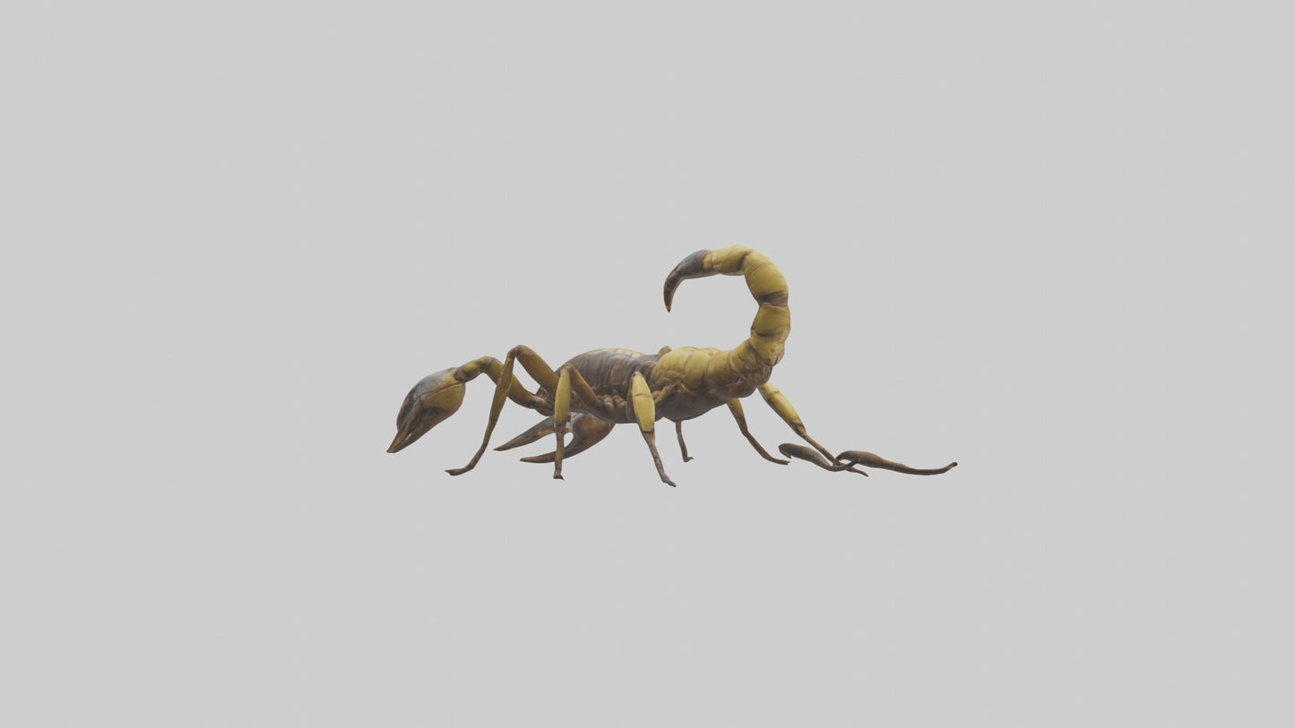 Scorpion walking model 3D model