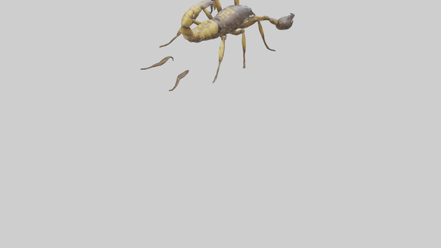Scorpion walking model 3D model