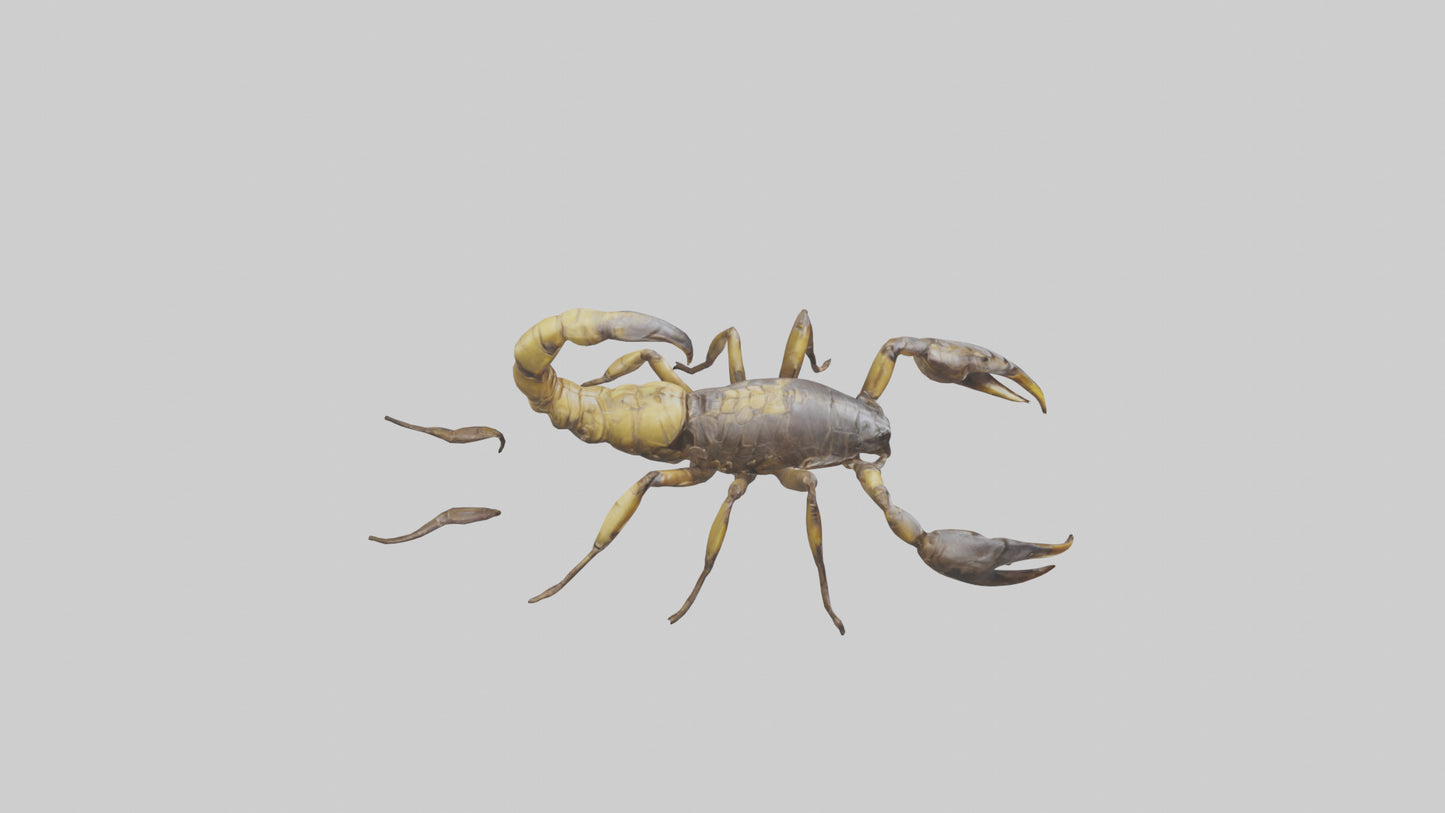 Scorpion walking model 3D model