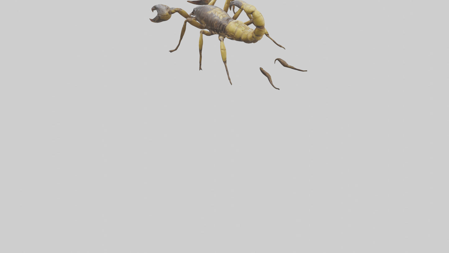Scorpion walking model 3D model