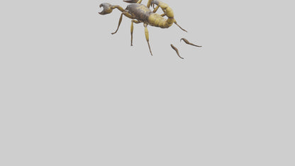 Scorpion walking model 3D model