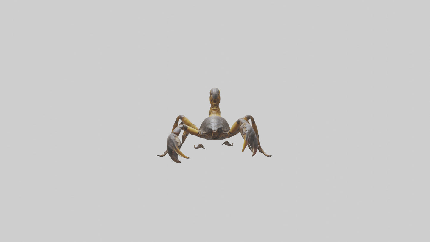 Scorpion walking model 3D model