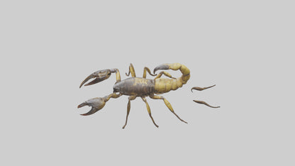Scorpion walking model 3D model