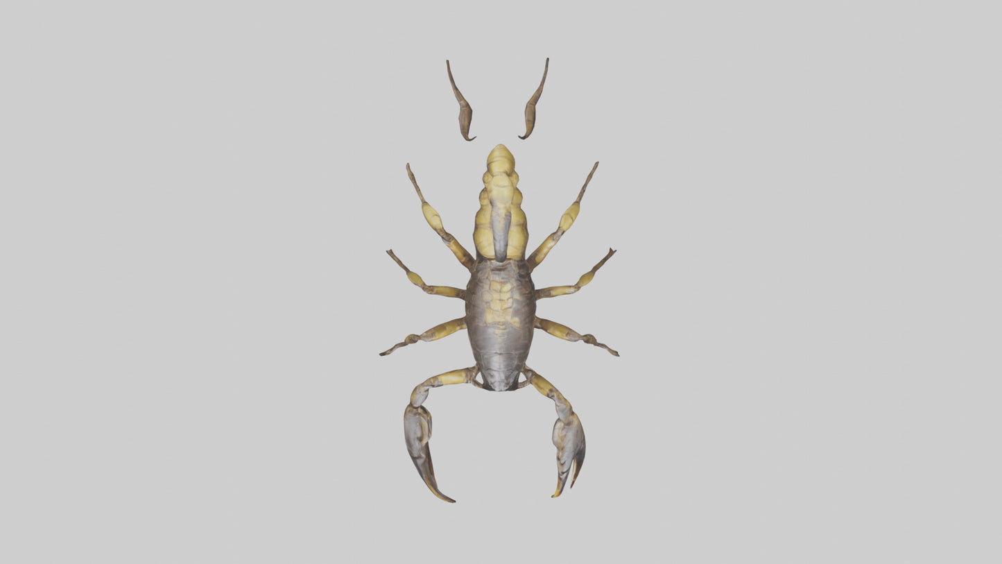 Scorpion walking model 3D model