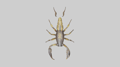 Scorpion walking model 3D model
