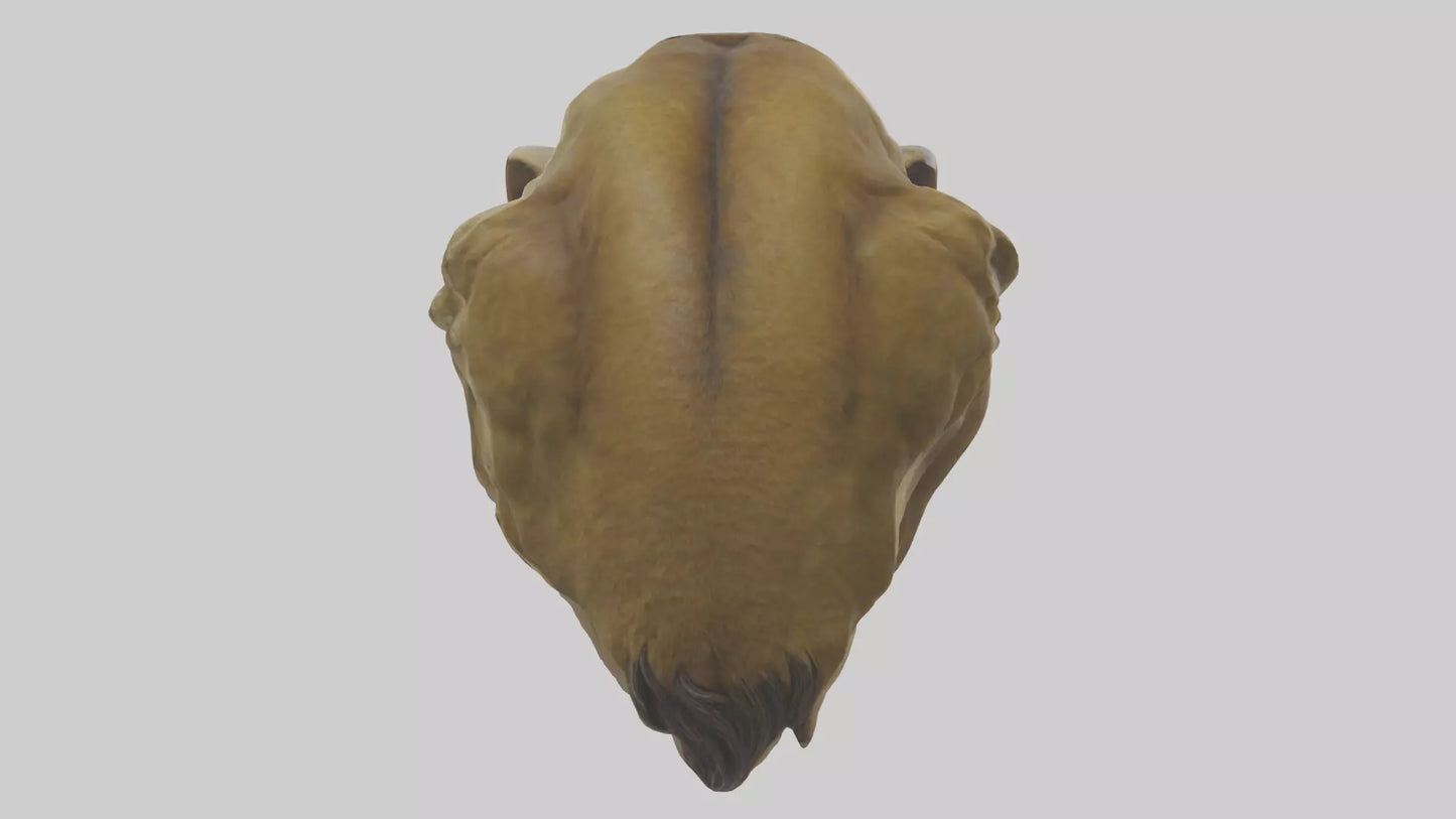 3D model Sculpted Lion head model VR / AR / low-poly