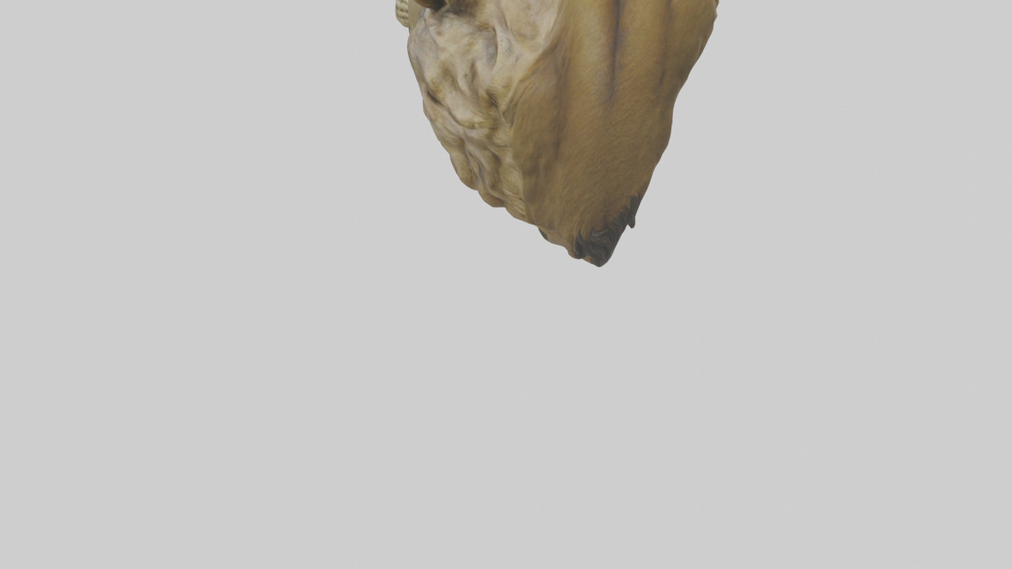 3D model Sculpted Lion head model VR / AR / low-poly