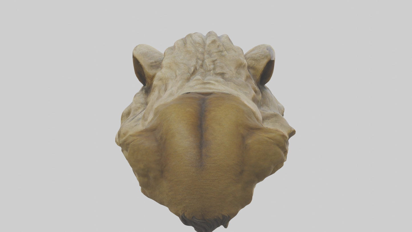 3D model Sculpted Lion head model VR / AR / low-poly