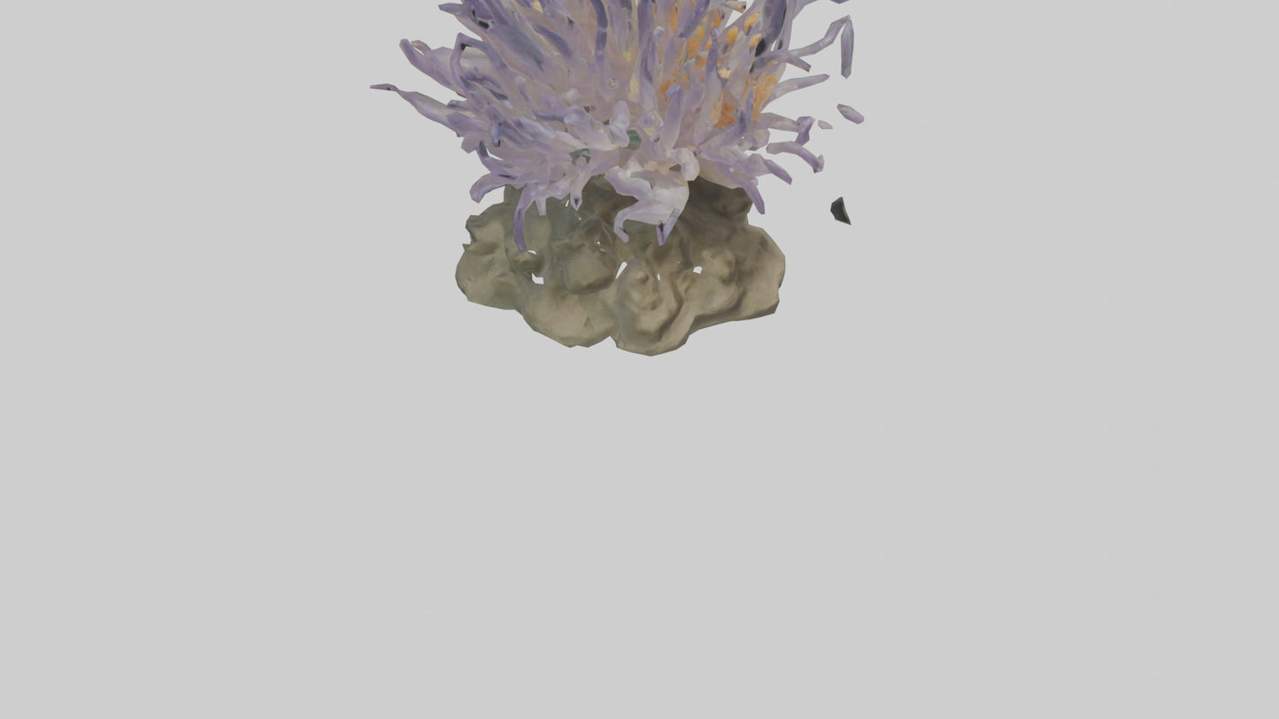3D model Sea Anemone swaying model VR / AR / low-poly