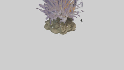 3D model Sea Anemone swaying model VR / AR / low-poly