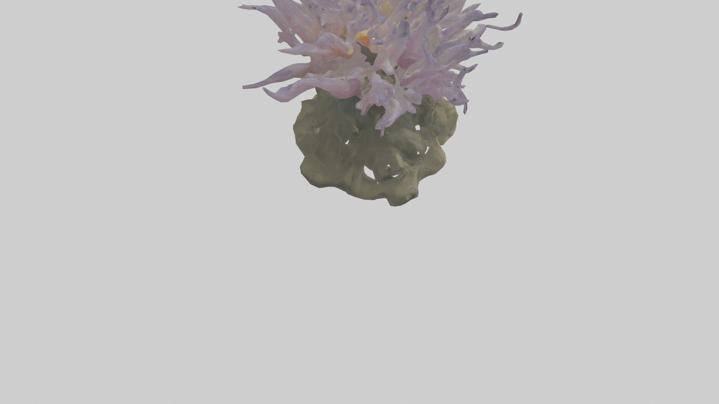 3D model Sea Anemone swaying model VR / AR / low-poly