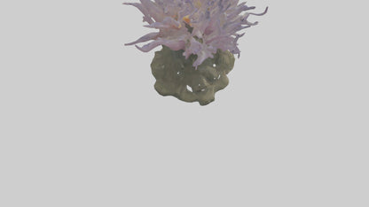 3D model Sea Anemone swaying model VR / AR / low-poly
