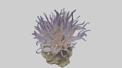 3D model Sea Anemone swaying model VR / AR / low-poly