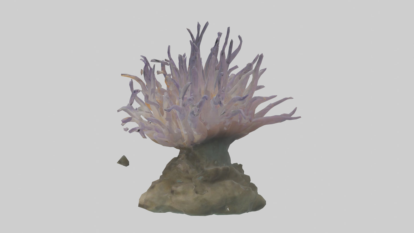 3D model Sea Anemone swaying model VR / AR / low-poly