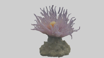 3D model Sea Anemone swaying model VR / AR / low-poly