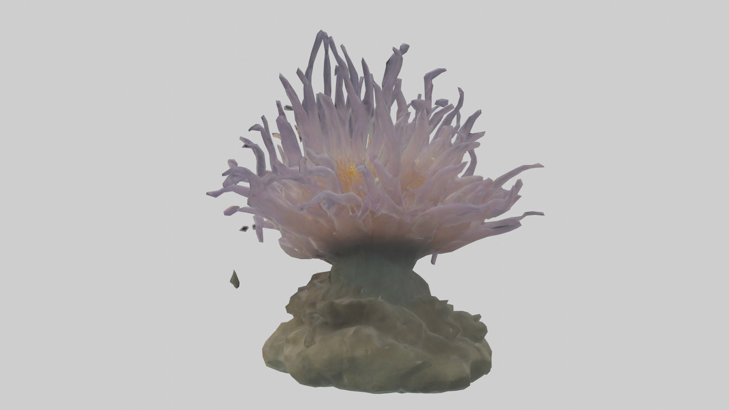 3D model Sea Anemone swaying model VR / AR / low-poly