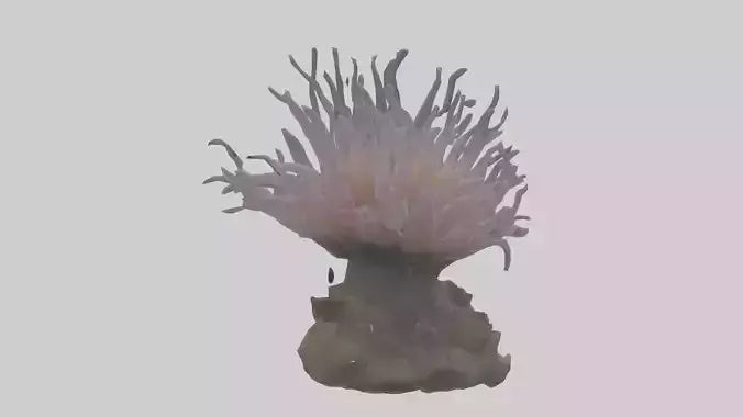 3D model Sea Anemone swaying model VR / AR / low-poly